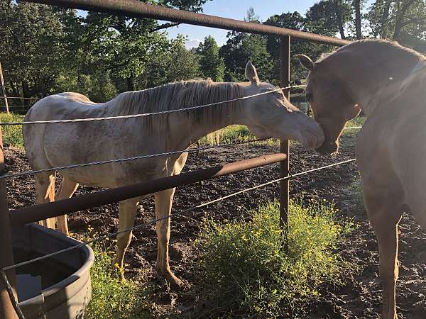 perlino-apha-aqha-horse