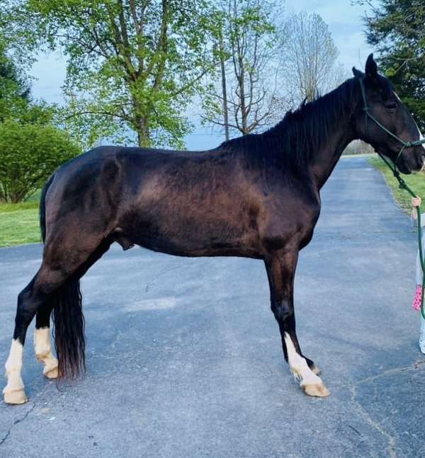 tennessee-walking-gelding