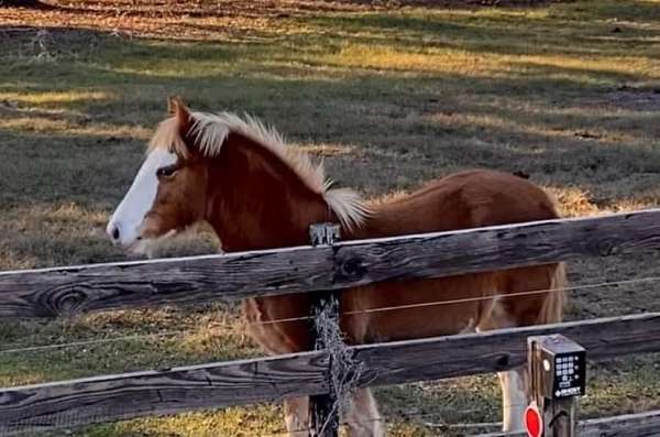 chestnut-silver-horse