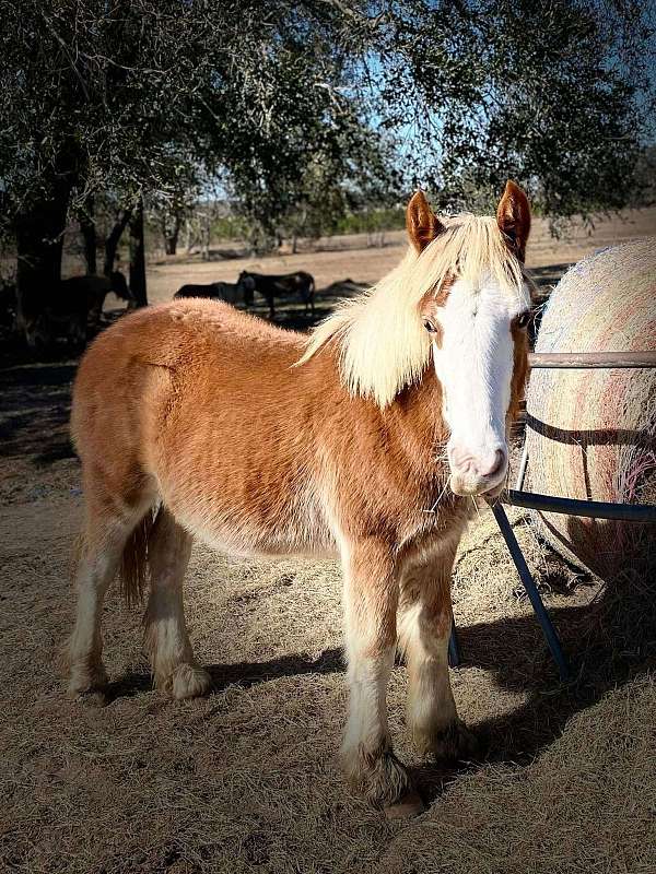 bay-chestnut-gypsy-vanner-filly