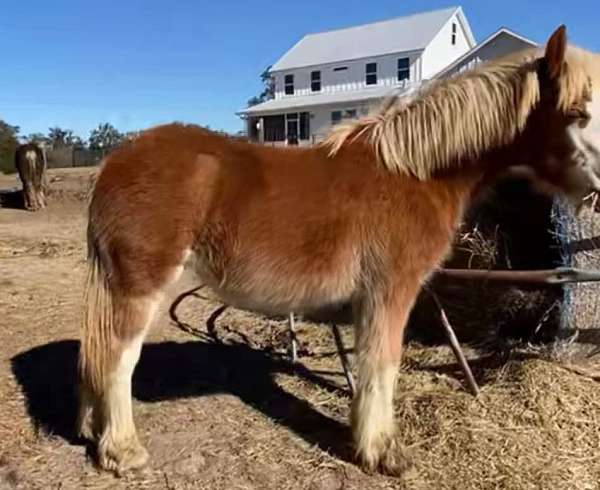 bay-chestnut-driving-horse