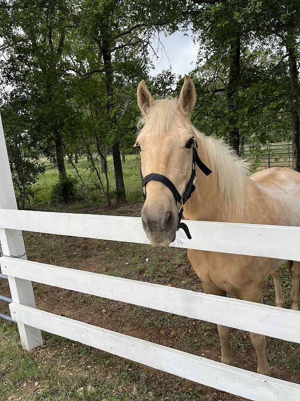 palomino-gelding