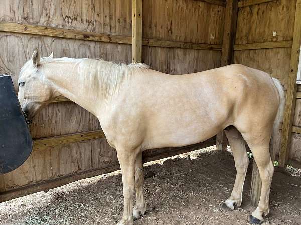 palomino-gelding-for-sale