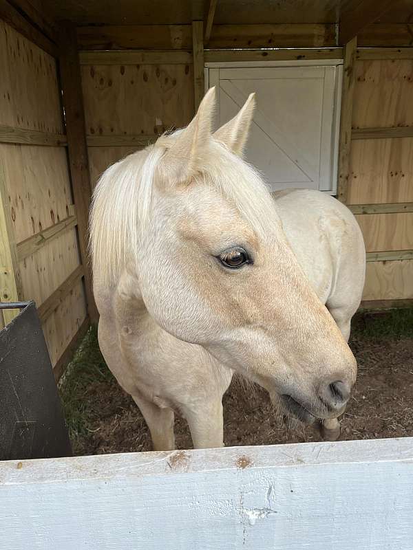 15-hand-palomino-gelding