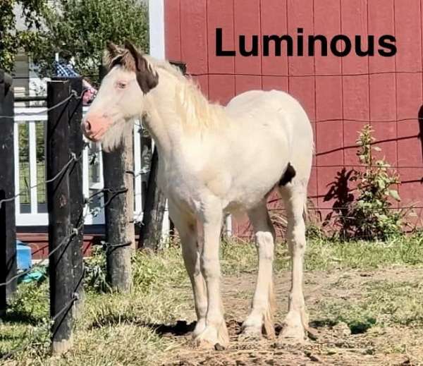 breeders-gypsy-vanner-horse