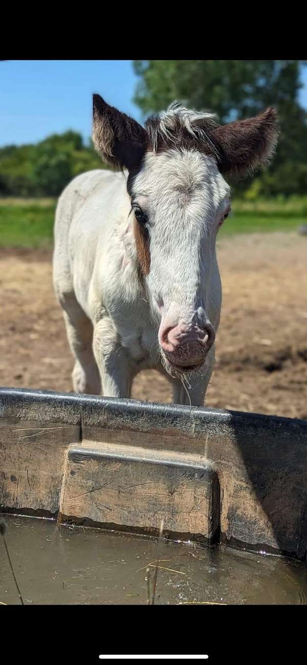 gorgeous-filly-gypsy-vanner-horse