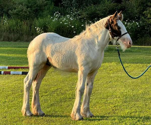 hauls-gypsy-vanner-horse