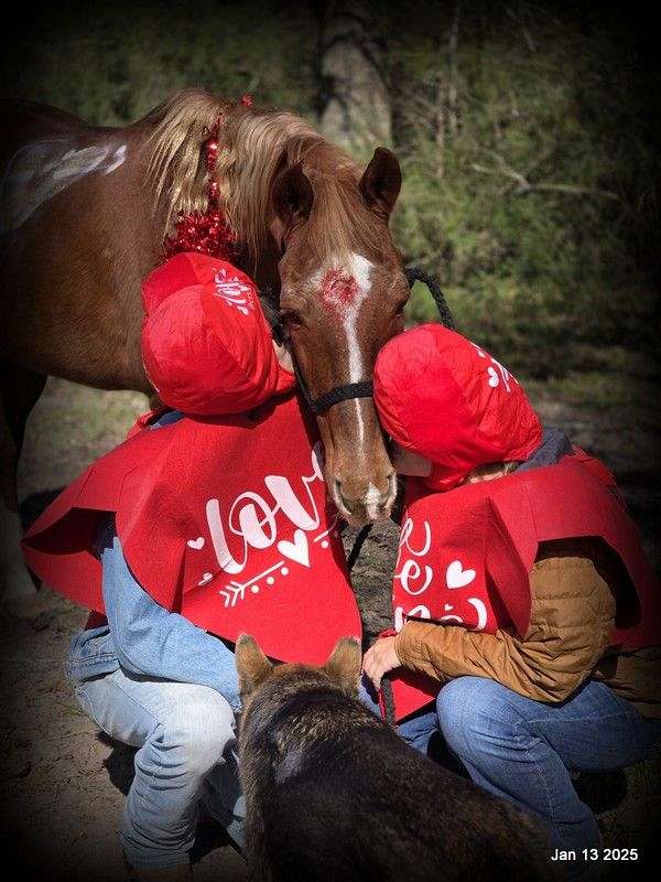 adults-quarter-horse