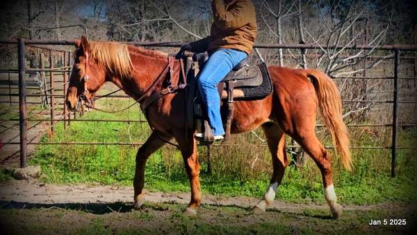 athletic-quarter-horse