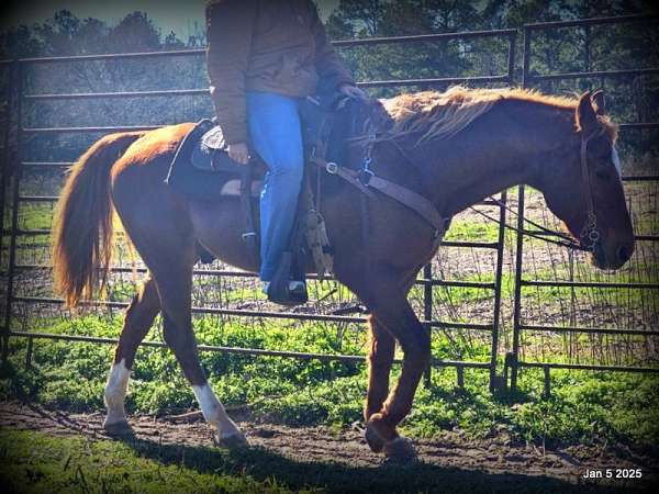 beginner-quarter-horse