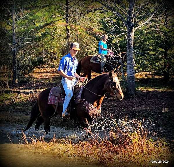 all-around-quarter-horse