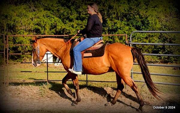 family-quarter-horse