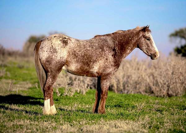 quarter-pony