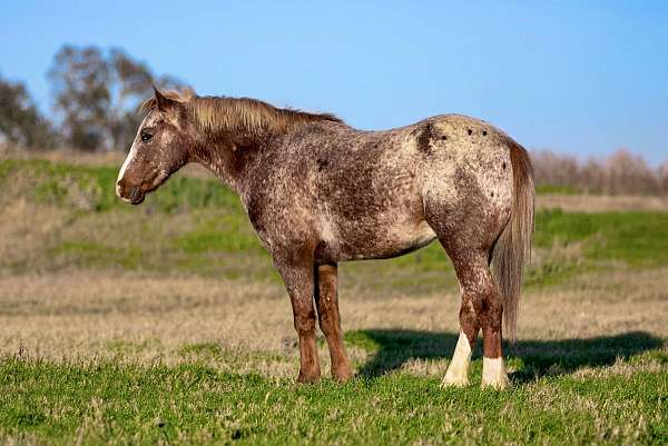 red-roan-blaze-socks-pony