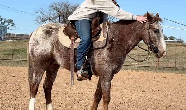 family-pony-quarter