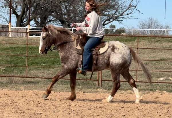 all-around-quarter-pony