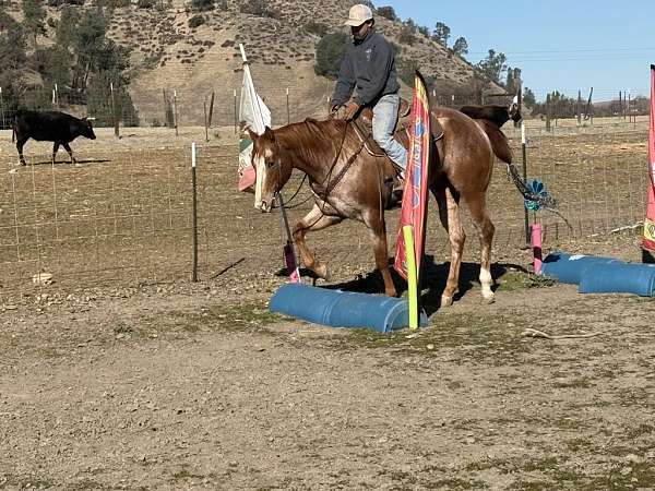 beginner-safe-quarter-pony