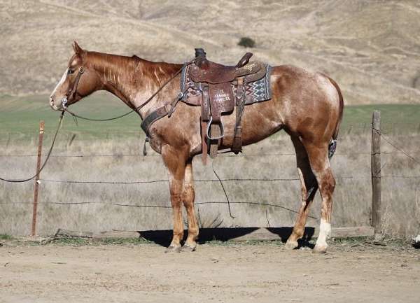 ranch-work-quarter-pony