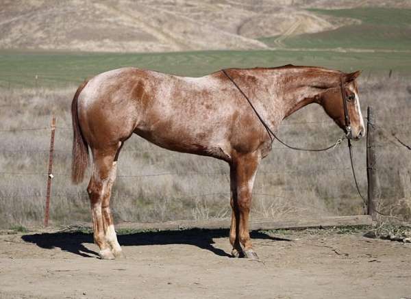 red-roan-blaze-socks-pony