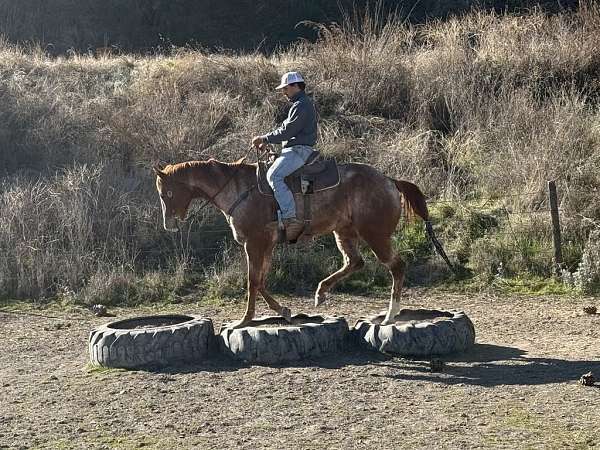 all-around-quarter-pony