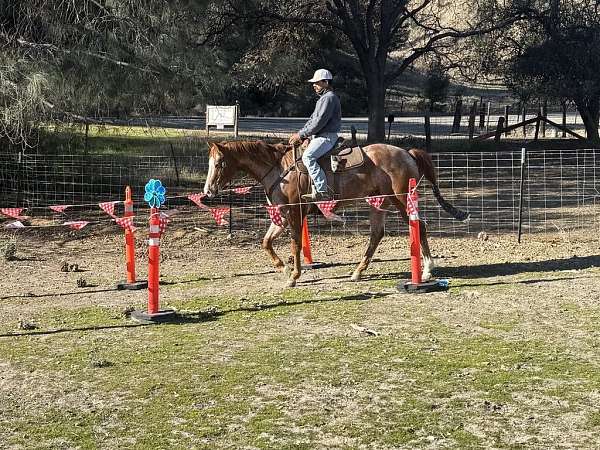 appaloosa-quarter-pony