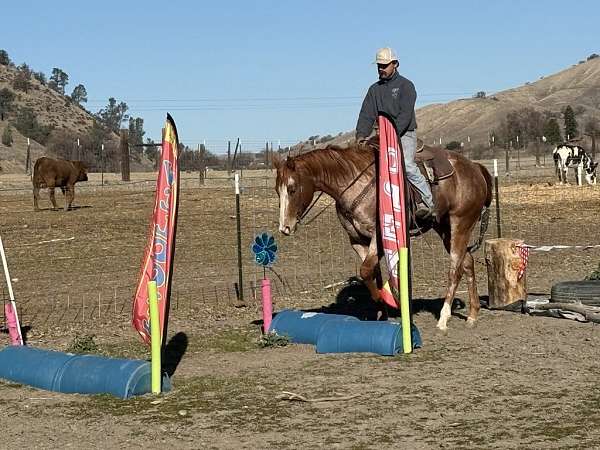 trail-quarter-pony