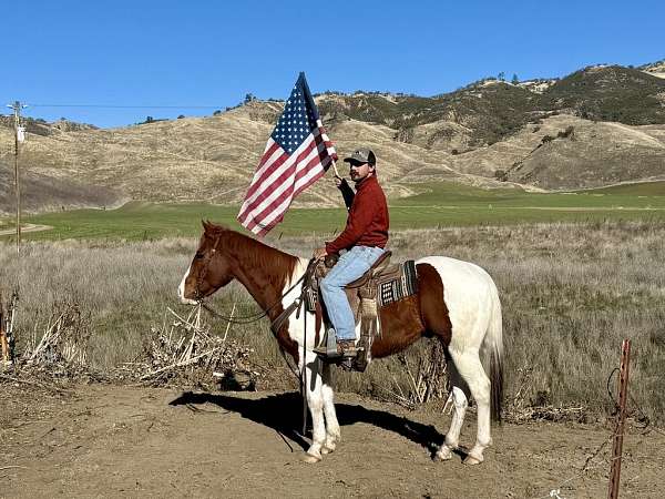 athletic-quarter-horse