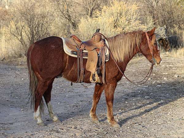 chestnut-blaze-stockings-horse