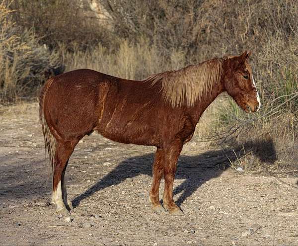 beginner-safe-quarter-horse