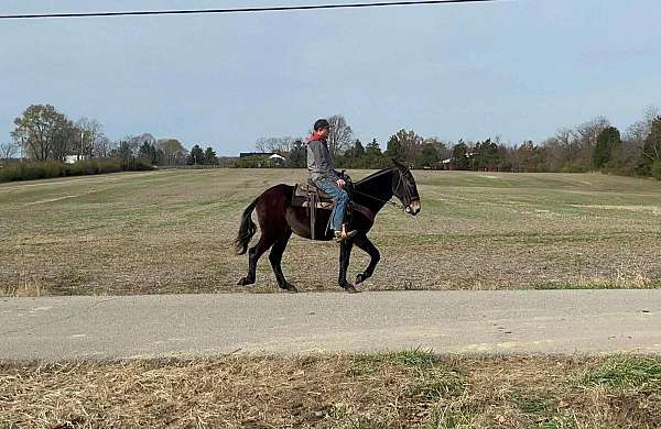 beginner-safe-quarter-horse