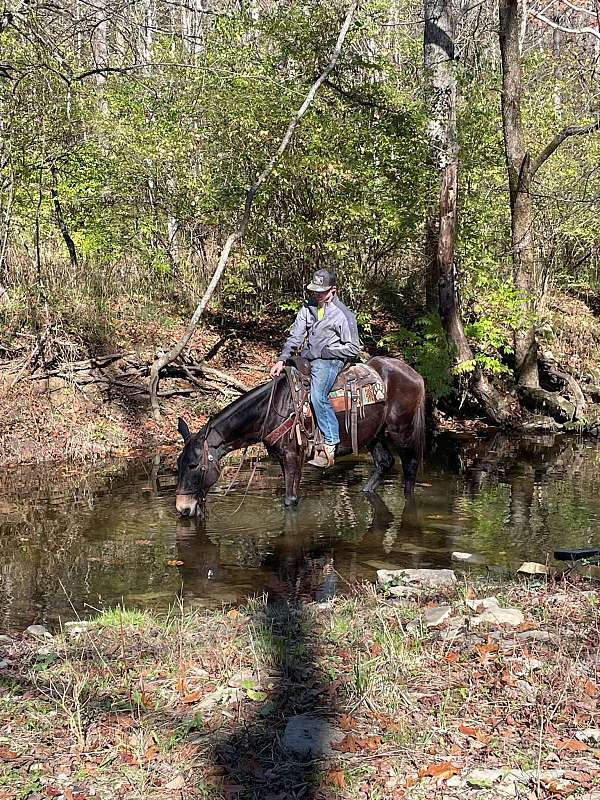 quarter-horse