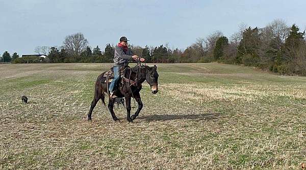 ranch-work-quarter-horse