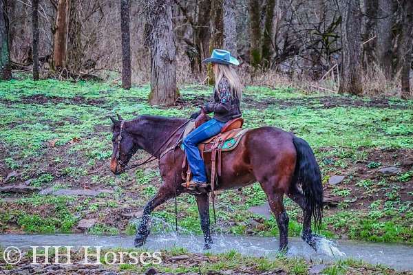 drive-friesian-horse