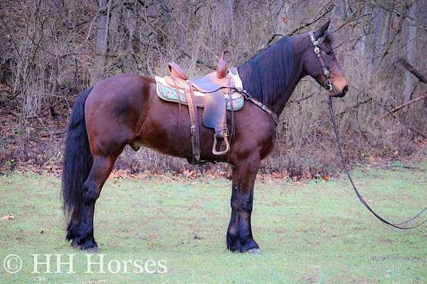 ride-friesian-horse