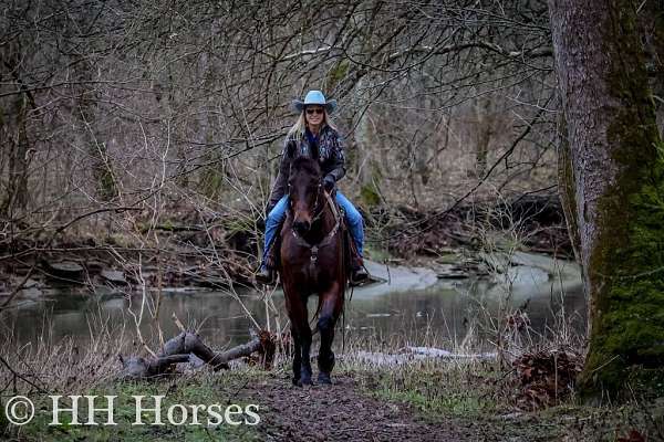 trail-friesian-horse