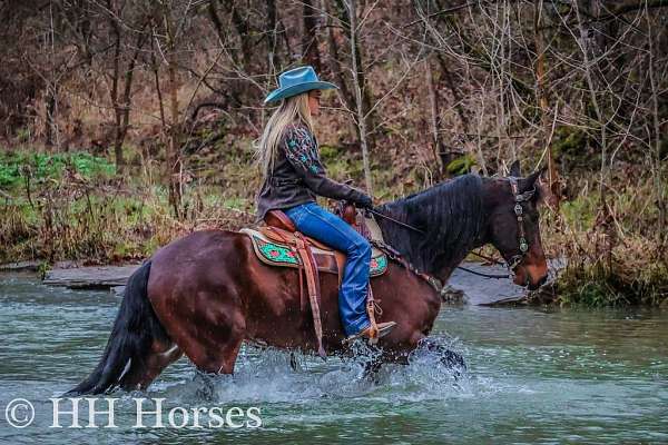 all-around-friesian-horse