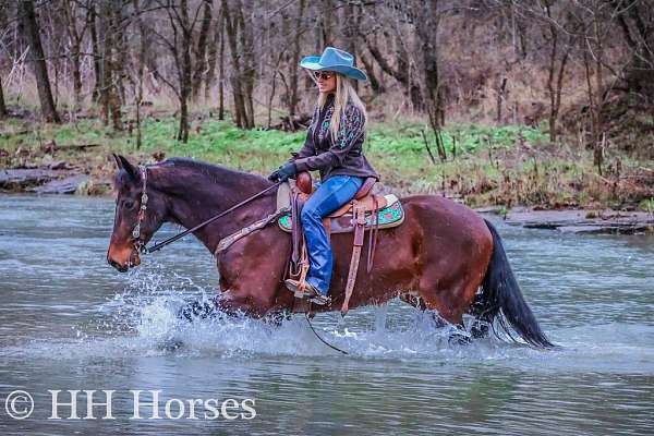 athletic-friesian-horse