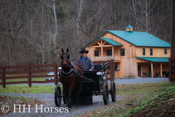 beginner-safe-friesian-horse