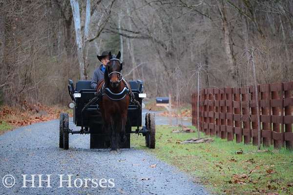 family-safe-friesian-horse