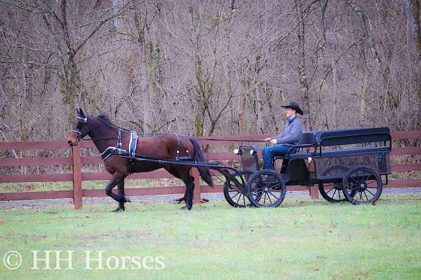 driving-friesian-horse