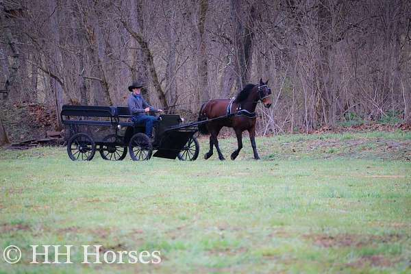 experienced-friesian-horse