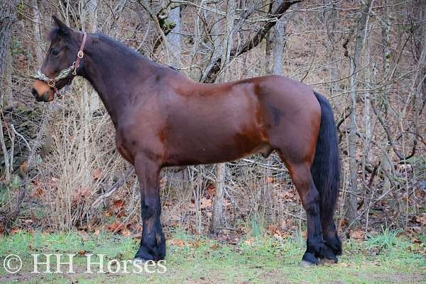 husband-safe-friesian-horse