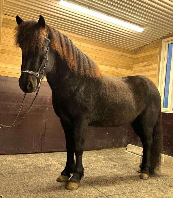 beginner-icelandic-horse