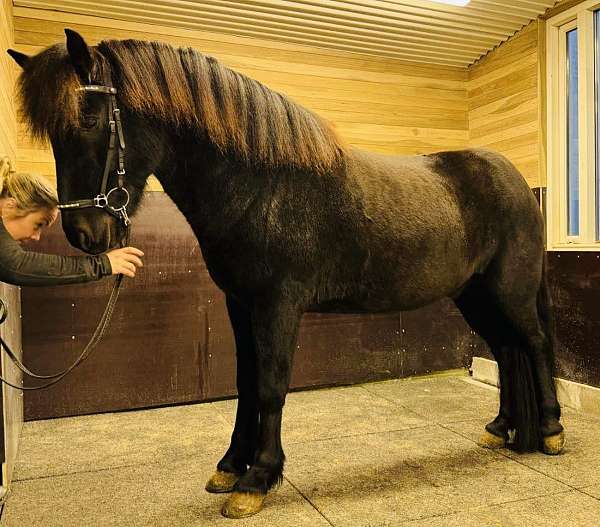 anything-icelandic-horse