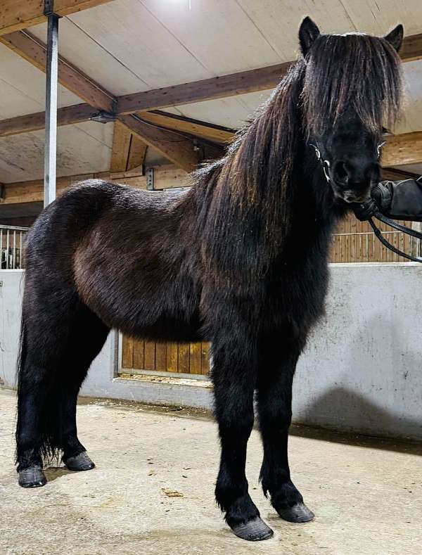 therapy-icelandic-horse