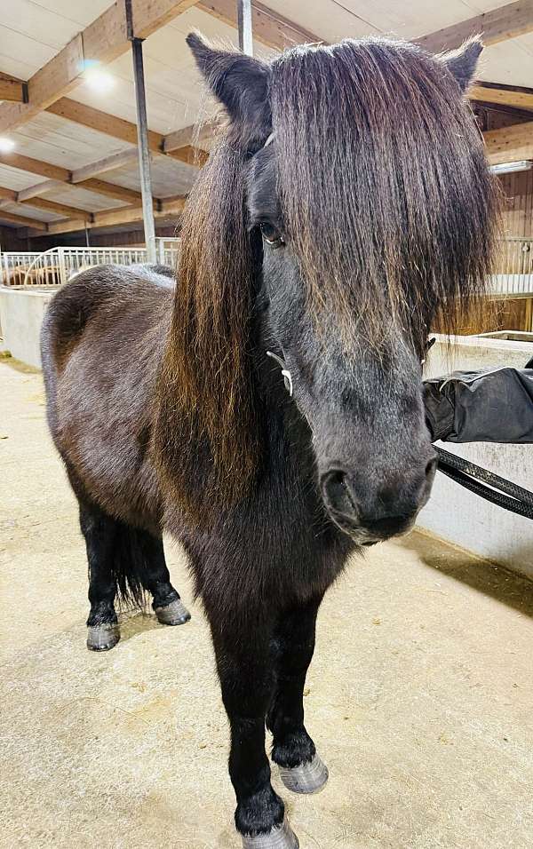 brown-therapy-horse