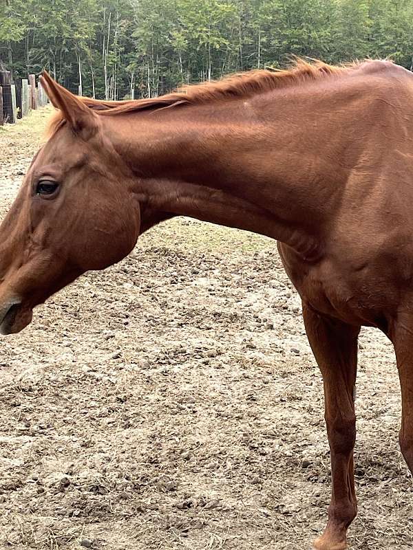 chestnut-mare-for-sale