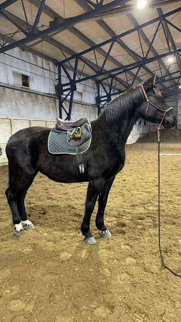 oldenburg-horse-for-sale