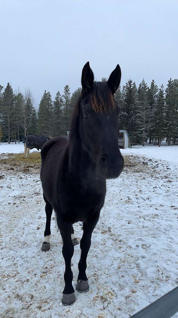 oldenburg-horse