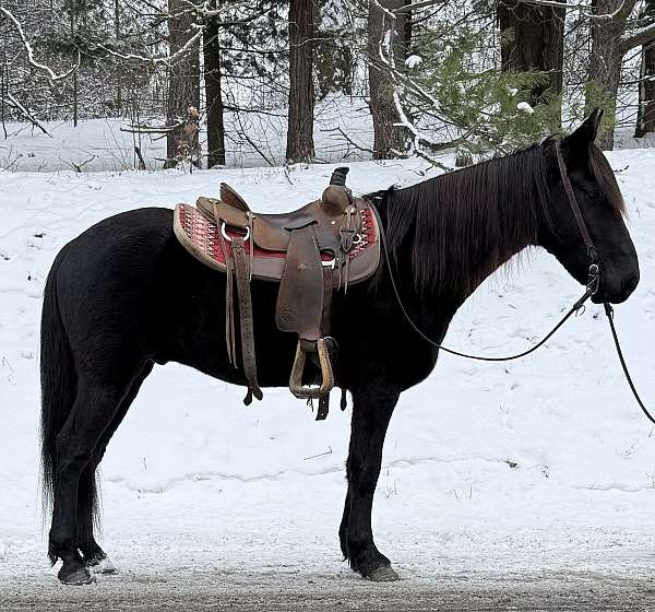 all-around-friesian-horse